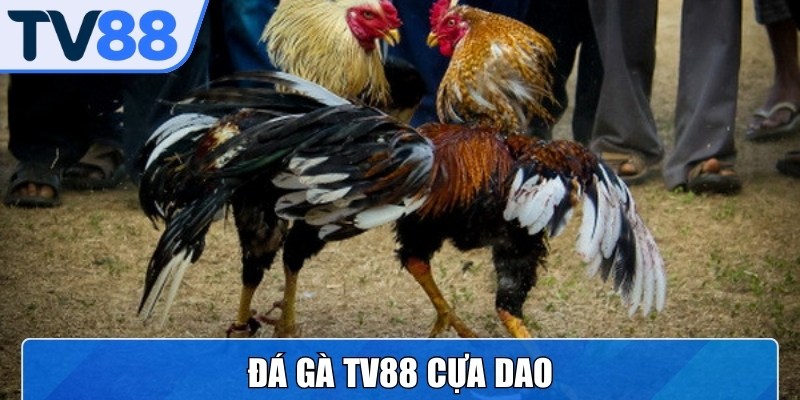 Đá cựa dao luôn được nhắc đến như đỉnh cao của sự căng thẳng